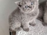 British Shorthair Bebeklerimiz