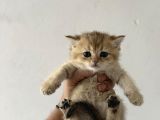 Safkan Seçereli British Shorthair