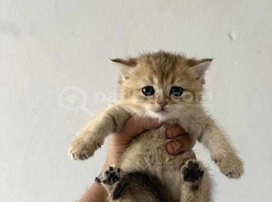 Safkan seçereli British Shorthair