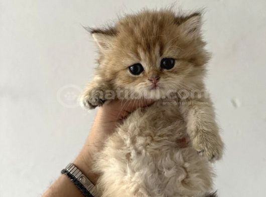 Safkan Seçereli British Shorthair görsel