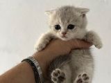 Safkan Seçereli British Shorthair