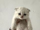 Safkan Seçereli British Shorthair