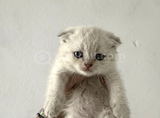 Safkan Seçereli British Shorthair görsel