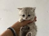 Safkan Seçereli British Shorthair