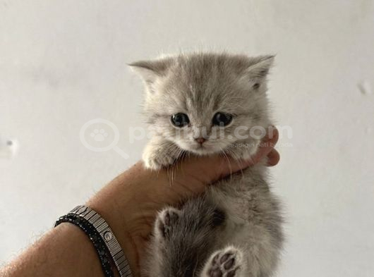 Safkan Seçereli British Shorthair görsel