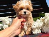 En Iyisini Arayanlara Kore Maltipoo Yavrular