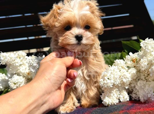 En Iyisini Arayanlara Kore Maltipoo Yavrular görsel