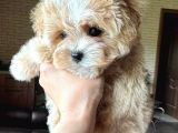 En Iyisini Arayanlara Kore Maltipoo Yavrular