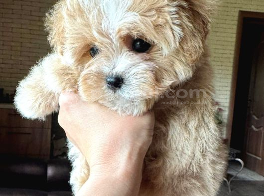 En Iyisini Arayanlara Kore Maltipoo Yavrular görsel
