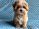 En Iyisini Arayanlara Kore Maltipoo Yavrular