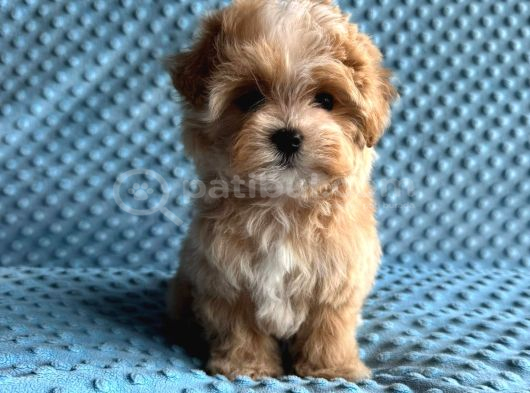 En Iyisini Arayanlara Kore Maltipoo Yavrular görsel