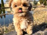 En Iyisini Arayanlara Kore Maltipoo Yavrular