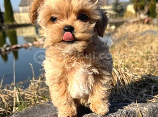 En Iyisini Arayanlara Kore Maltipoo Yavrular görsel