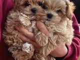 En Iyisini Arayanlara Kore Maltipoo Yavrular