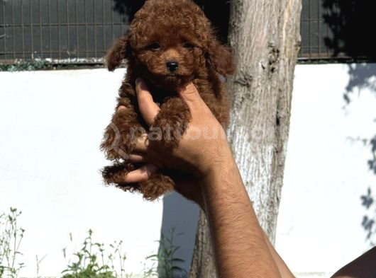 Toy Poodle Pupyy Kızıl
