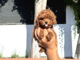 Toy Poodle Pupyy Kızıl