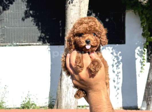 Toy Poodle Pupyy Kızıl görsel