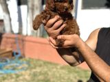 Toy Poodle Pupyy Kızıl