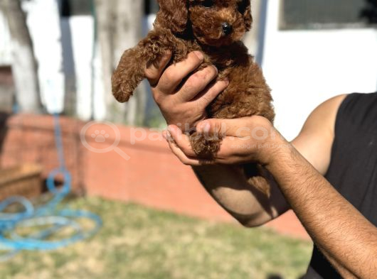 Toy Poodle Pupyy Kızıl görsel