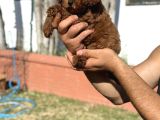 Toy Poodle Pupyy Kızıl