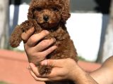 Toy Poodle Pupyy Kızıl