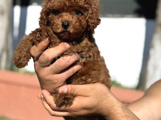 Toy Poodle Pupyy Kızıl görsel