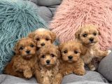 Sevgi Dolu Oyuncu Maltipoo Bebekler