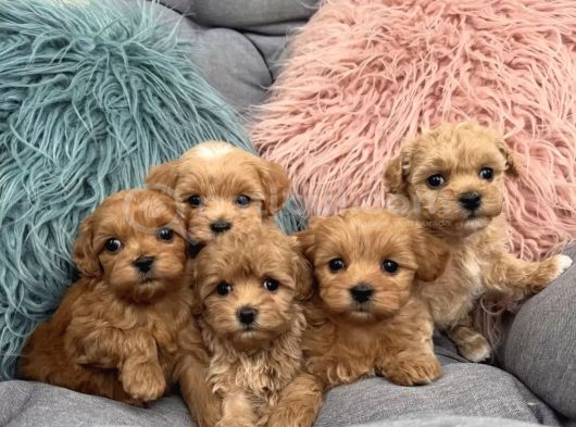 Sevgi Dolu Oyuncu Maltipoo Bebekler görsel
