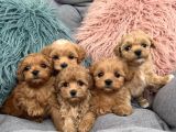 Sevgi Dolu Oyuncu Maltipoo Bebekler