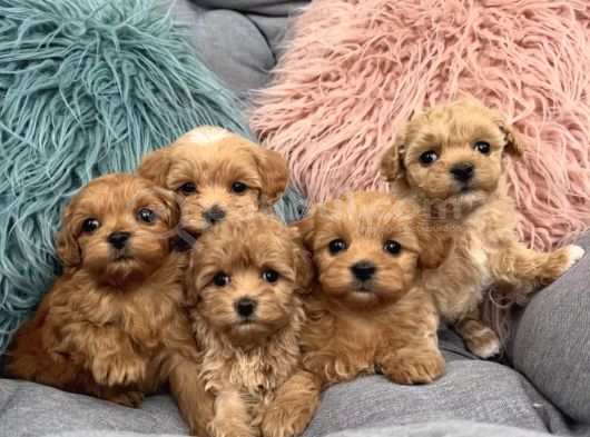 Sevgi dolu oyuncu maltipoo bebekler