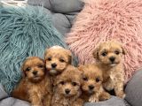 Sevgi Dolu Oyuncu Maltipoo Bebekler