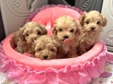 Maltipoo En Güzel Bebekler Yuva Bekliyor