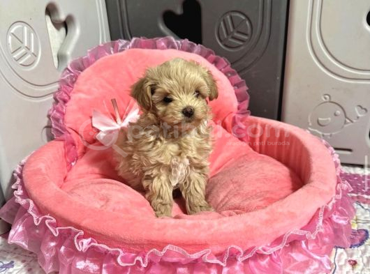 Maltipoo En Güzel Bebekler Yuva Bekliyor görsel