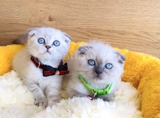 Maviş Show Kalite Bluepoınt Scotısh Fold Yavrualrım görsel