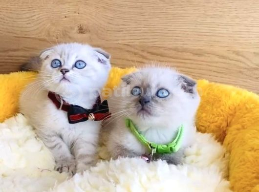 Maviş Show Kalite Bluepoınt Scotısh Fold Yavrualrım görsel