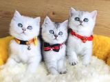 Kalite Sevenlere Silver British Yavrularım