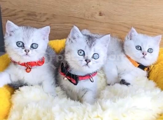 Kalite Sevenlere Silver British Yavrularım görsel