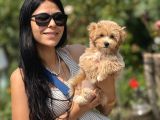 F1 teacup maltipoo