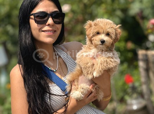 F1 Teacup Maltipoo