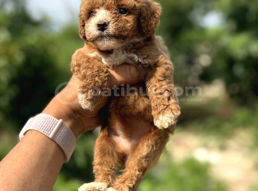 Teacup Boy Korekan Toypoodle
