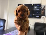 Redbrown teacup toypoodle yavrular
