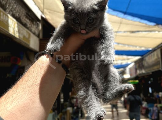 Sağlıklı Orjinal