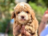 Korea Poodle Apricot Panda Bebek