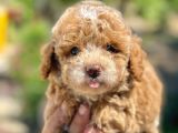 Korea poodle apricot panda bebek