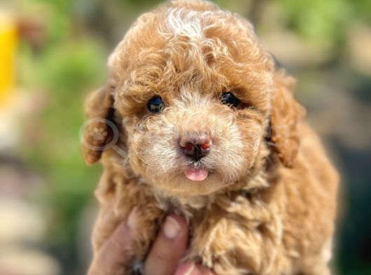 Korea Poodle Apricot Panda Bebek