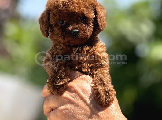 Mi̇croteacup Ultra Mi̇ni̇k Korea Poodle  Bebekler görsel