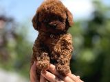 Mi̇croteacup Ultra Mi̇ni̇k Korea Poodle  Bebekler