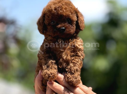 Mi̇croteacup Ultra Mi̇ni̇k Korea Poodle  Bebekler