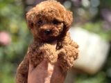 Mi̇croteacup Ultra Mi̇ni̇k Korea Poodle  Bebekler