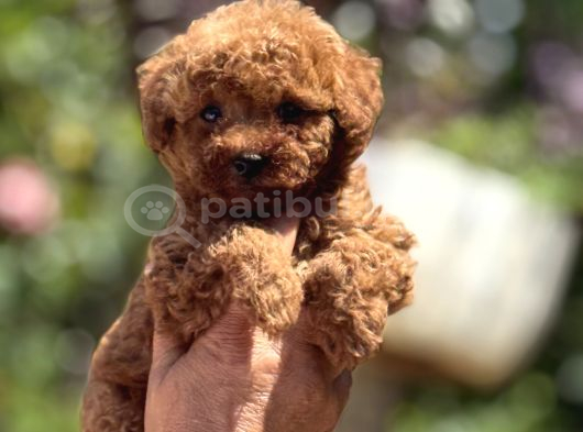Mi̇croteacup Ultra Mi̇ni̇k Korea Poodle  Bebekler görsel